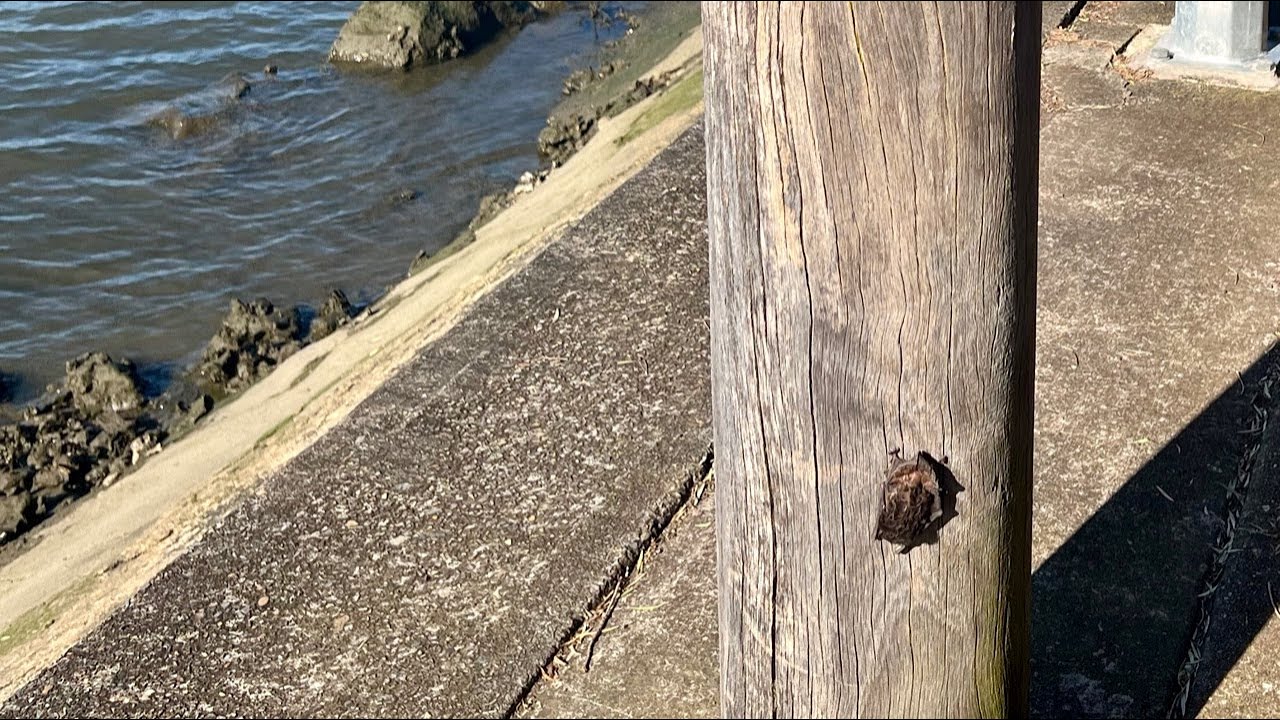 Rescuing a microbat on a mooring post:  this is Canada
