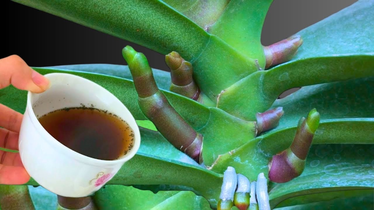 Just Do This, and Your Orchid Will Grow Roots Everywhere and Bloom All Year Round!
