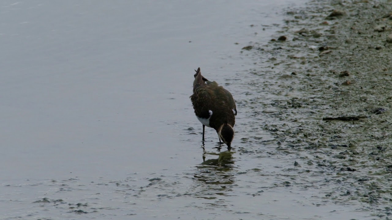 Lapwing feeding