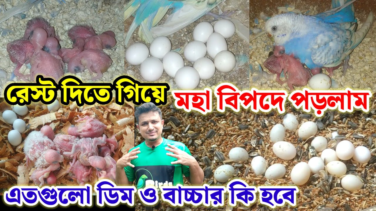 বাজরিগার পাখির কলোনি রেস্ট দিতে গিয়ে মহাবিপদে পড়লাম এতগুলো ডিম ও বাচ্চার কি হবে | Birds of village