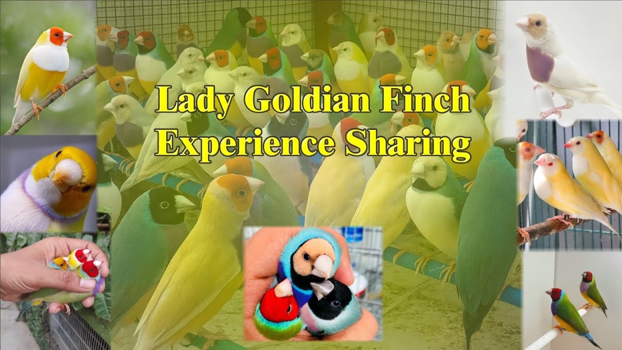 Gouldian Finch Experience Sharing  🤑 | Lady Gouldian 