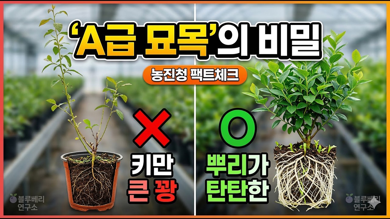 블루베리 10년 농사, 묘목 고를 때 '이것'만 확인해도 상위 1% 됩니다!!
