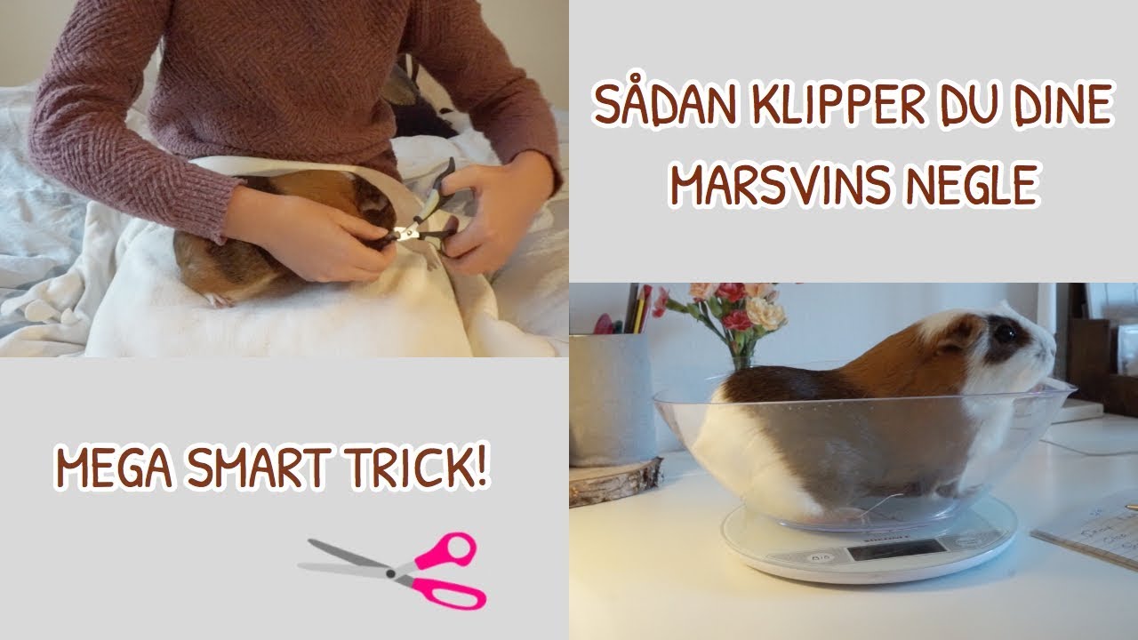 Sådan Klipper Du Negle På Dit Marsvin I Mega Smart trick!