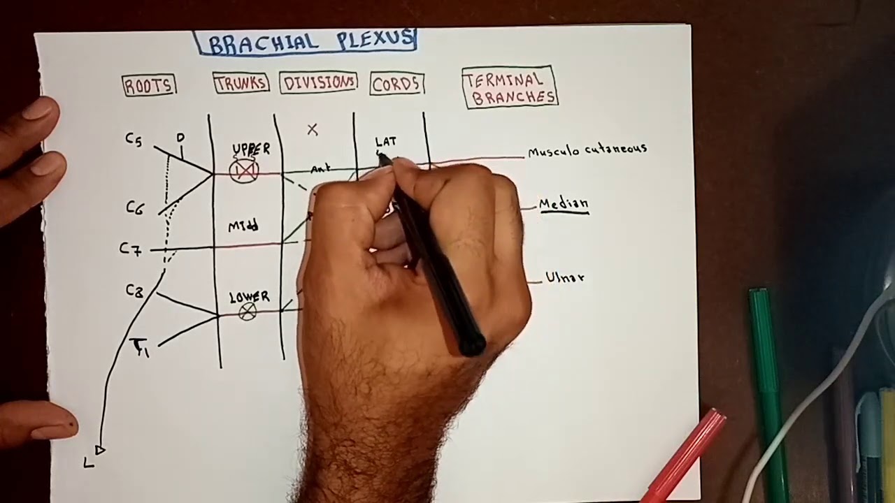 Brachial Plexus Part II By Ahmed Belhaj