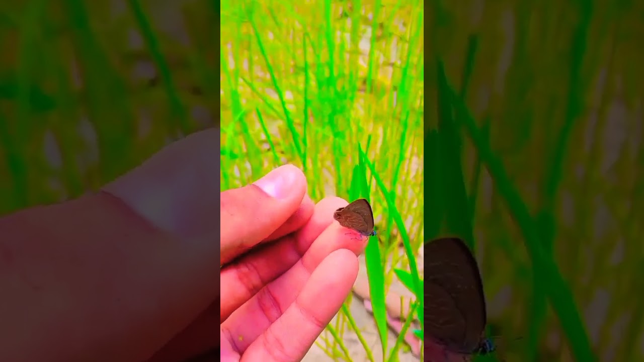 Titli udi urna saki ||#short video 😋 Anmol Vlog