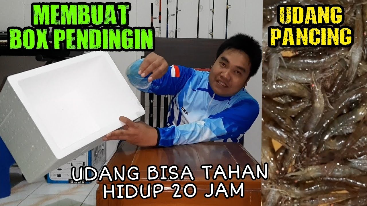 Cara Membuat Box Pendingin agar Udang Pancing Tetap Hidup