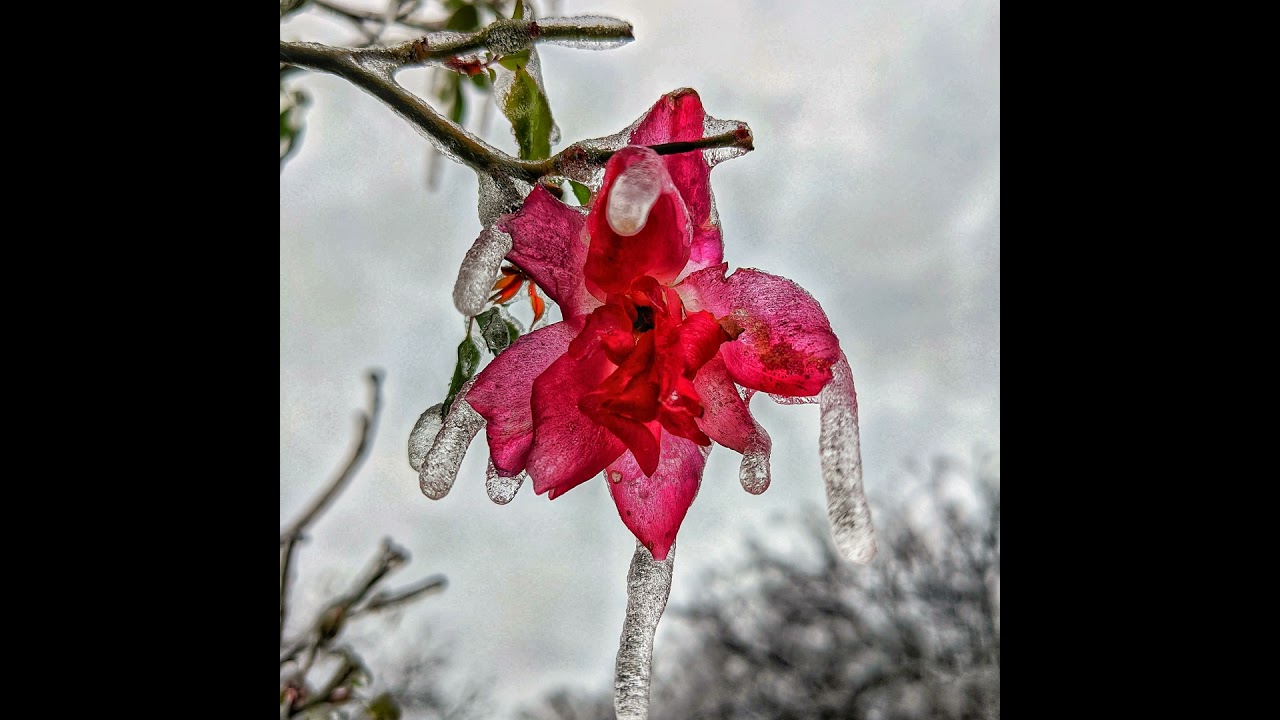 Surviving the Snowpocalypse in ATX