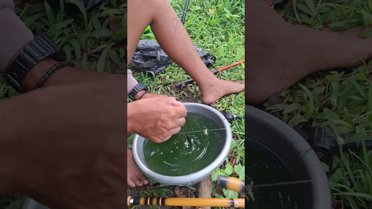 tutorial cara pasang umpan lumut dengan satu kail #fishing #mancing