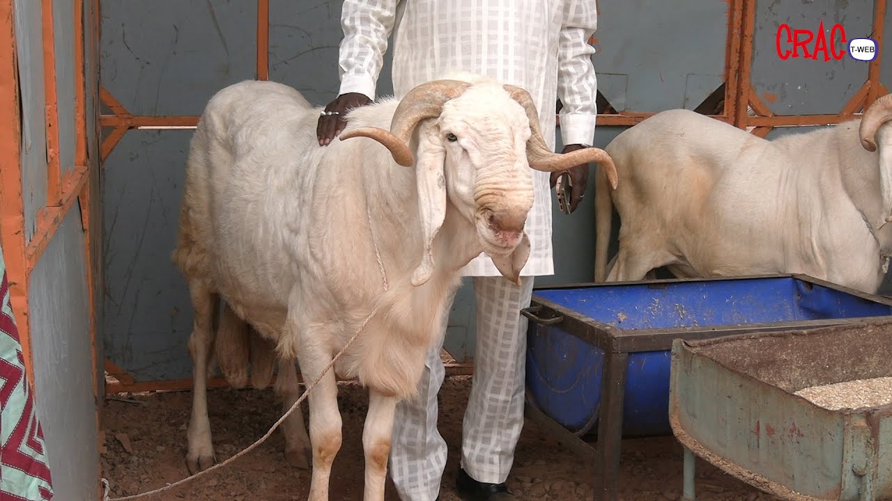 Tabaski au Burkina : des moutons qui se vendent à plus d’un million de Franc CFA