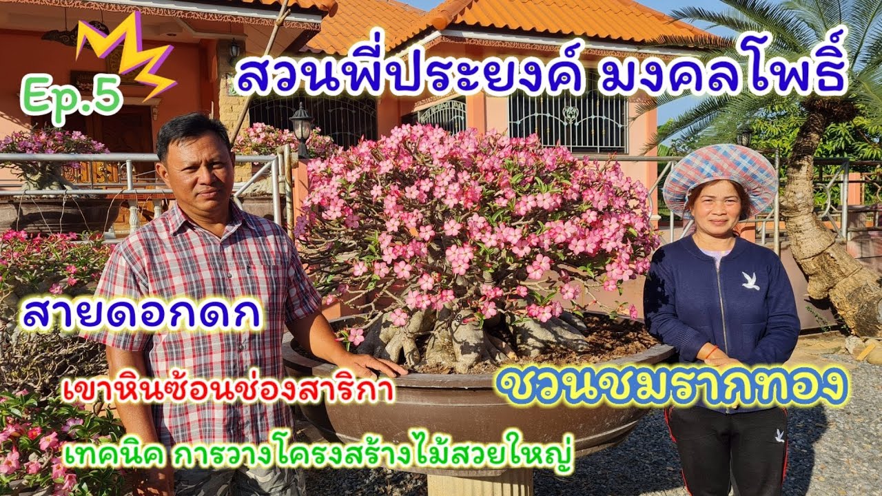 สวนชวนชม พี่ประยงค์ มงคลโพธิ์ เขาหินซ้อนช่องสาริกา | วาวา ป่าสัก Adenium Thailand