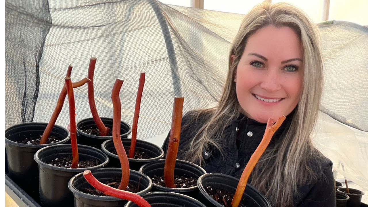 Propagating Willows for the Landscape and Nursery
