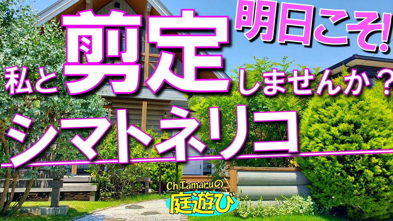 【シマトネリコの強剪定】庭木の人気樹種。株立ちと一本立ち（単幹）のシマトネリコ。
