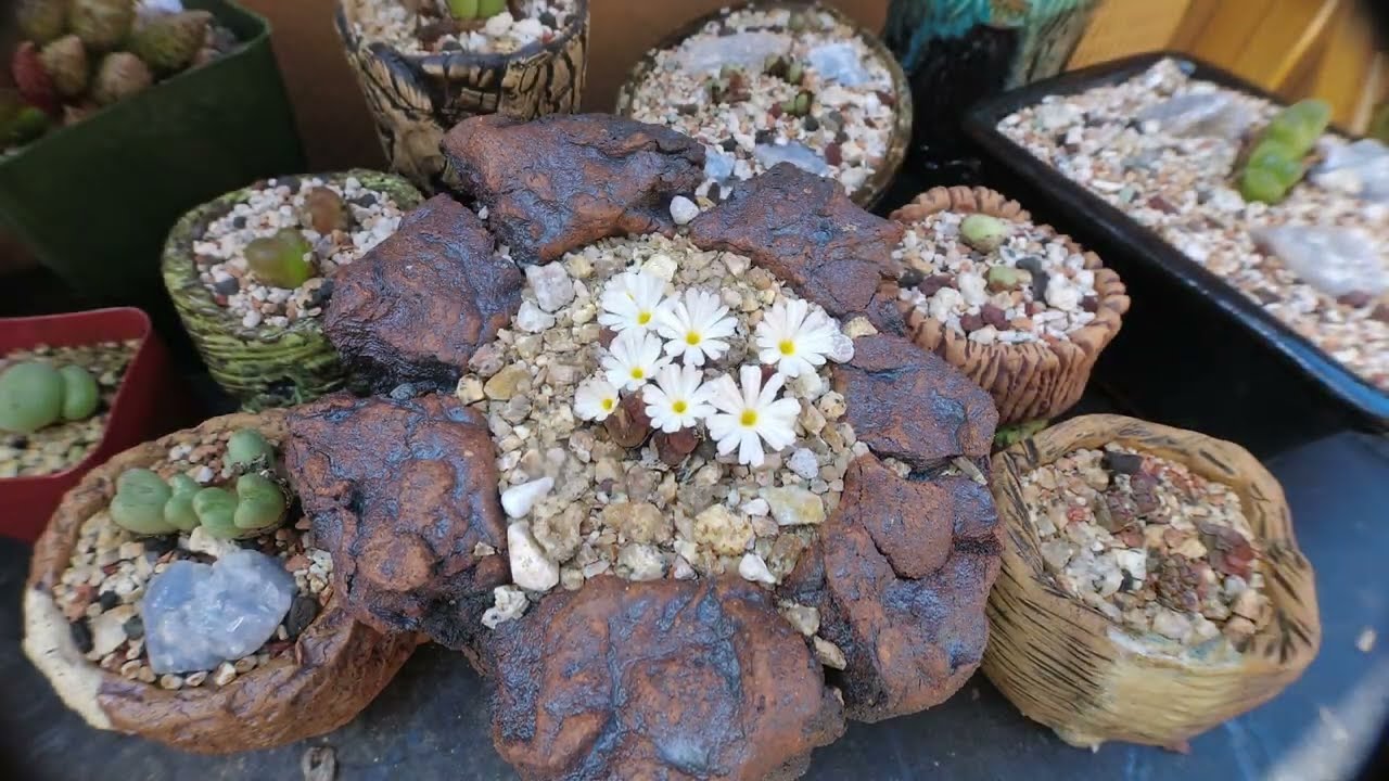 ATG Mesemb Timelapse - Conophytum pellucidum var. pellucidum - 9/13/2023
