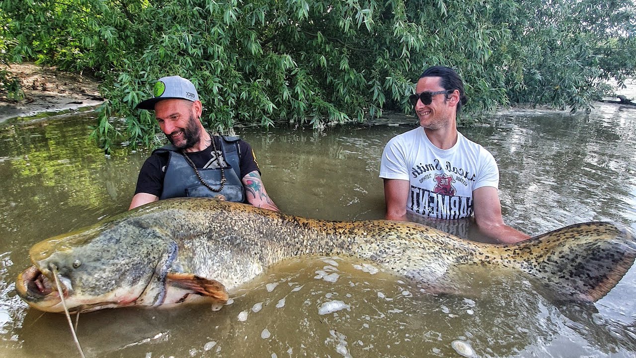 PESCE SILURO GIGANTE - LA PESCA A SPINNING 4K by YURI GRISENDI
