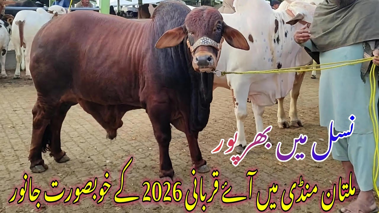 💥 Qurbani 2026 Ki Tayari | Multan Cow Mandi Ke Sab Se Pyare Aur Heavy Janwar 🐂🔥