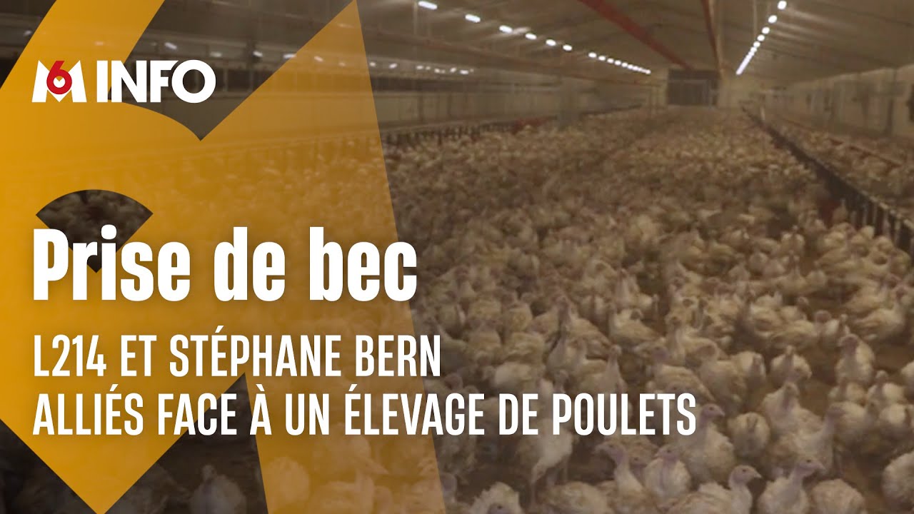 Un élevage de poulets pointé du doigt dans l'Orne