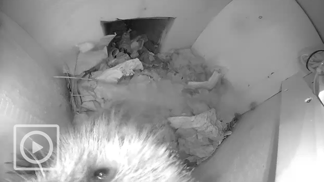 Egel maakt camera schoon | #EGELHUIS1