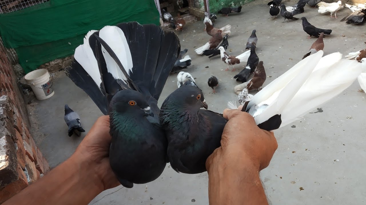 PURE FARUKHABADI NISAWRE KALE TEERE