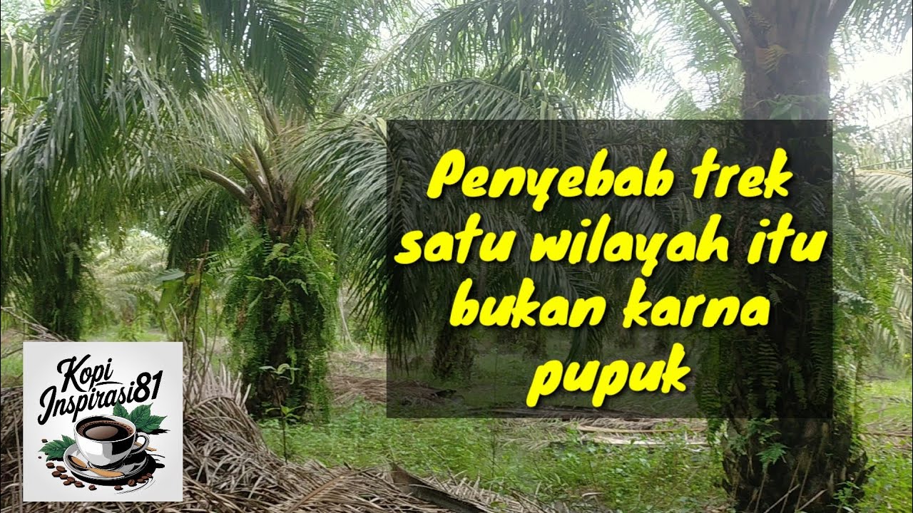 Penyebab trek pada sawit satu wilayah
