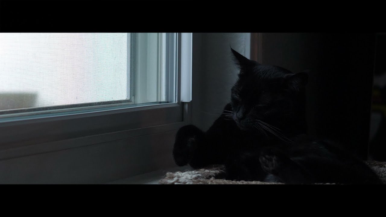 「 a   p o e t ' s   m o r n i n g 」 lo-fi cat to relax to