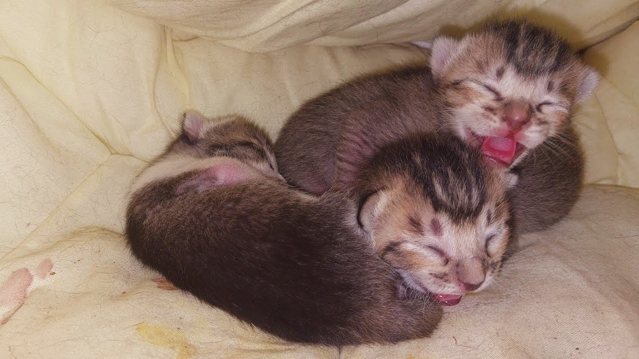 Cute baby kittens meowing ll kittens sounds #cat #funnyanimals #funny #cutecats #cutekitten 
