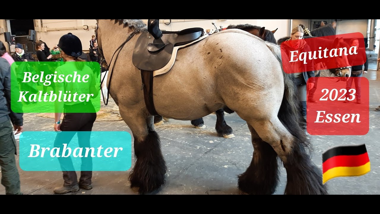 Equitana 2023; Auftritt der Brabanter kaltblüter