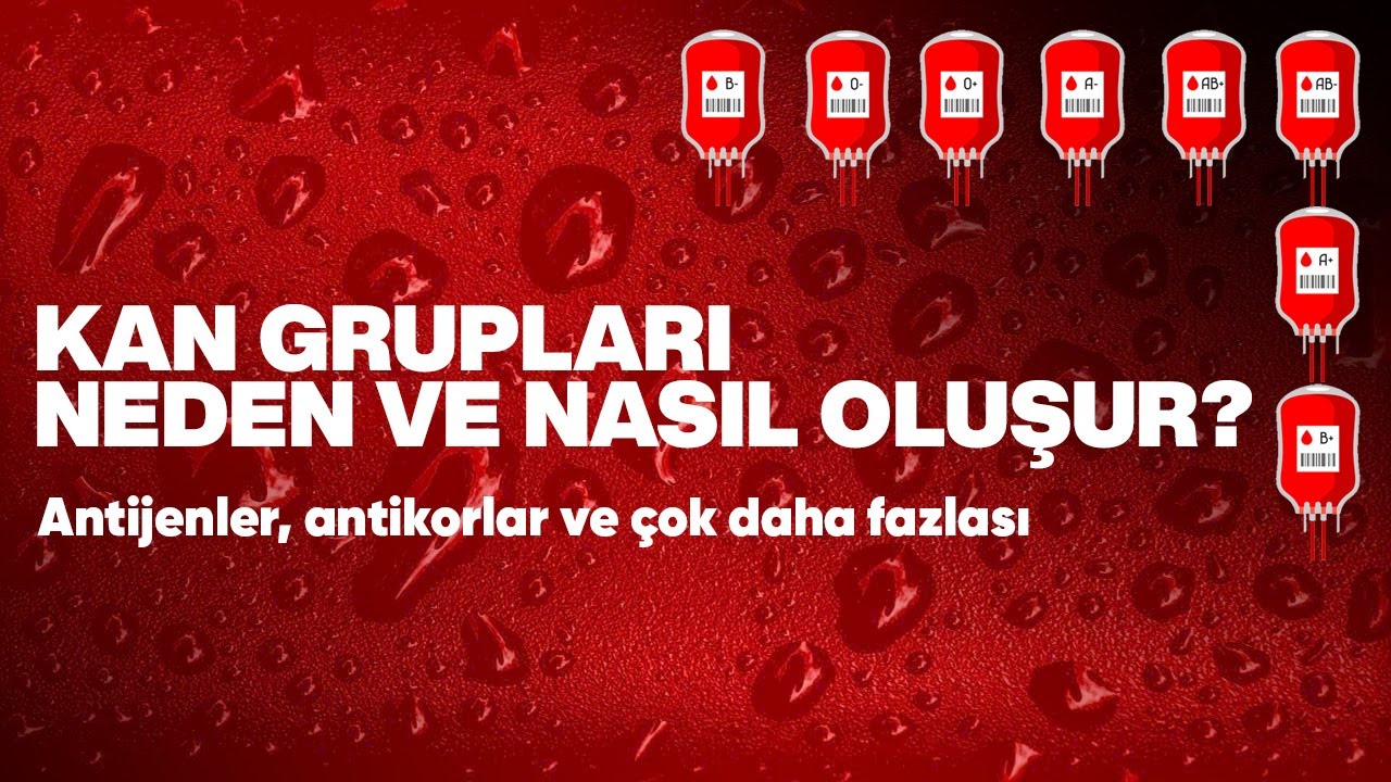 KAN GRUPLARI NEDEN VE NASIL OLUŞUR? | NEDEN FARKLI GRUPLAR BİRBİRİNE KAN VEREMEZ?