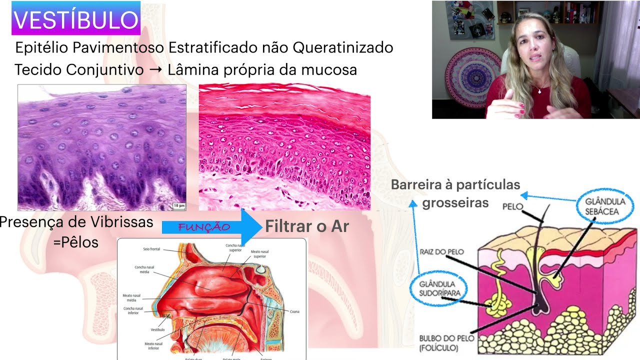 Cavidade Nasal: Vestíbulo