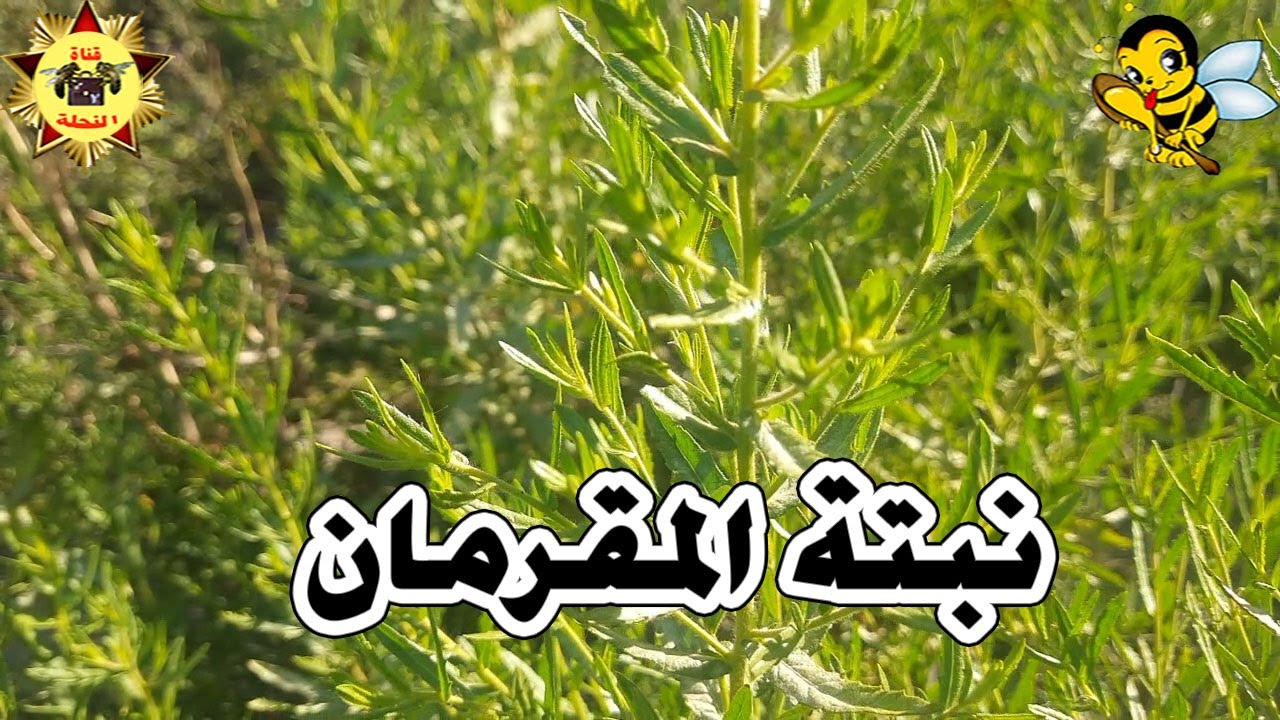 متى تزهر نبتة المقرمان وهل هي طلعية أو رحيقية