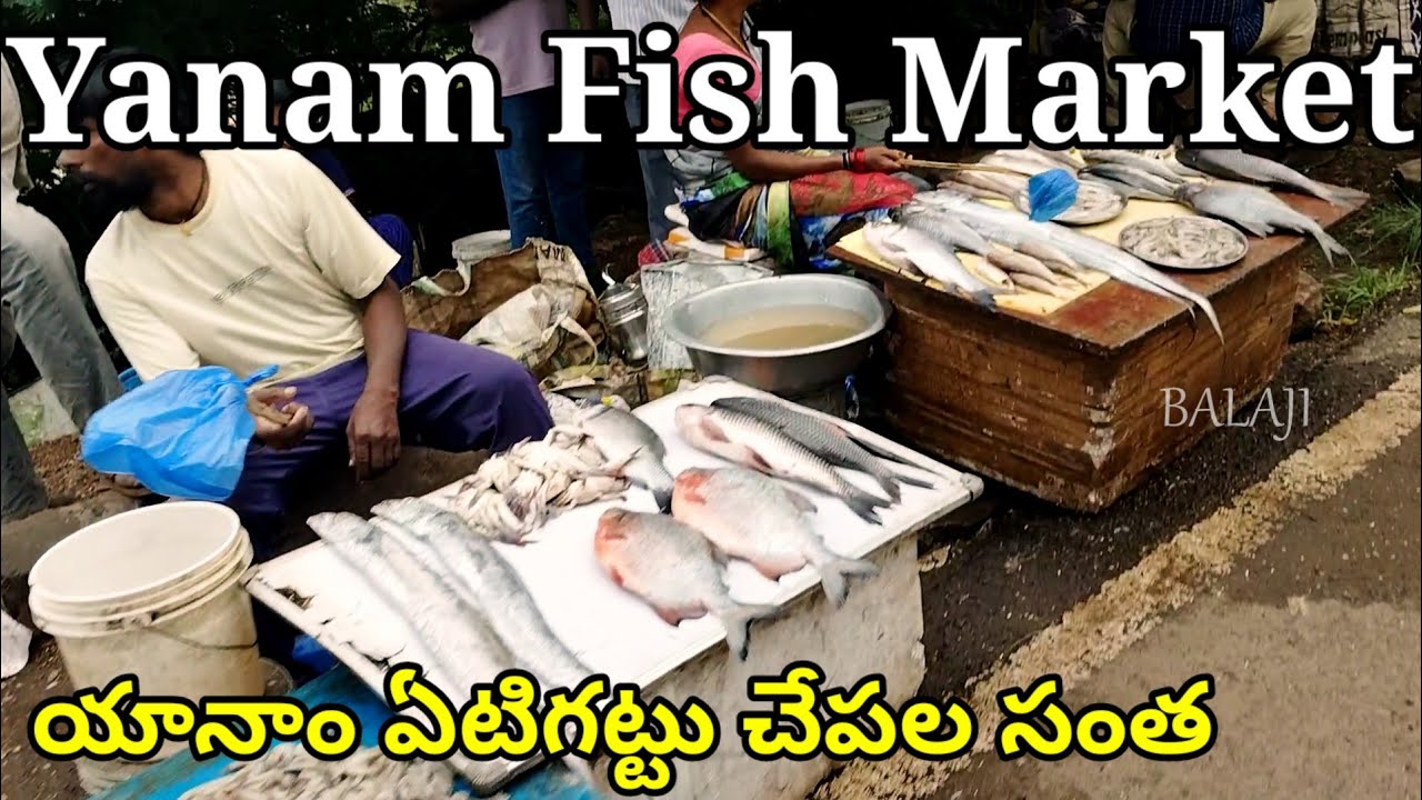 Yanam santa fish market, Yanam fish market timings