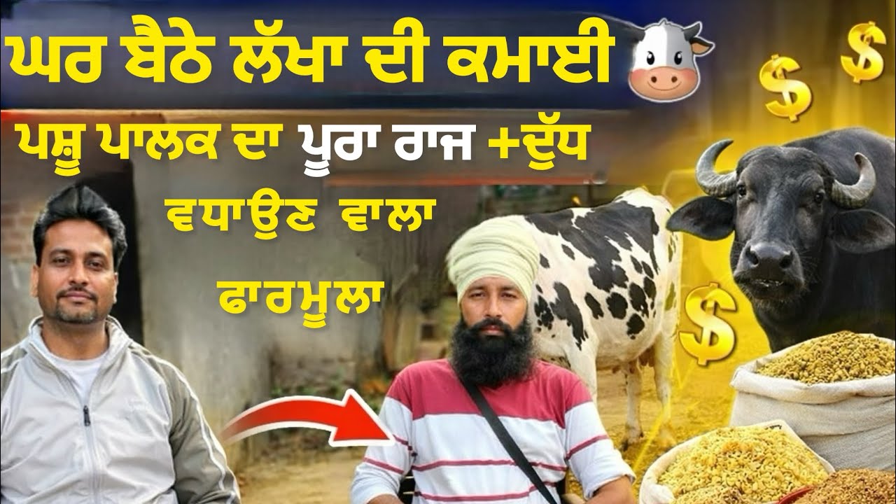 ਘਰ ਬੈਠੇ ਲੱਖਾਂ ਦੀ ਕਮਾਈ 🐄 ਪਸ਼ੂ ਪਾਲਣ ਦਾ ਪੂਰਾ ਰਾਜ + ਦੁੱਧ ਵਧਾਉਣ ਵਾਲਾ ਫੀਡ ਫਾਰਮੂਲਾ 👏