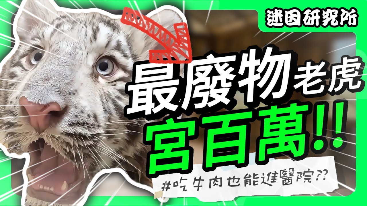 全網最廢物的老虎🐯!! 『宮百萬』｜迷因研究所