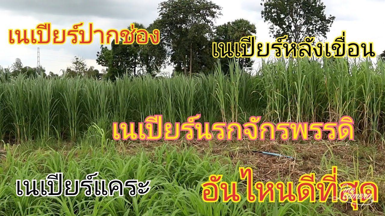 การปลูกหญ้าเลี้ยงวัว หญ้าเนเปียร์ เนเปียปากช่อง เนเบียร์แคระ เนเปียร์นรกจักรพรรดิ 奶牛 ງົວ 소고기 cow
