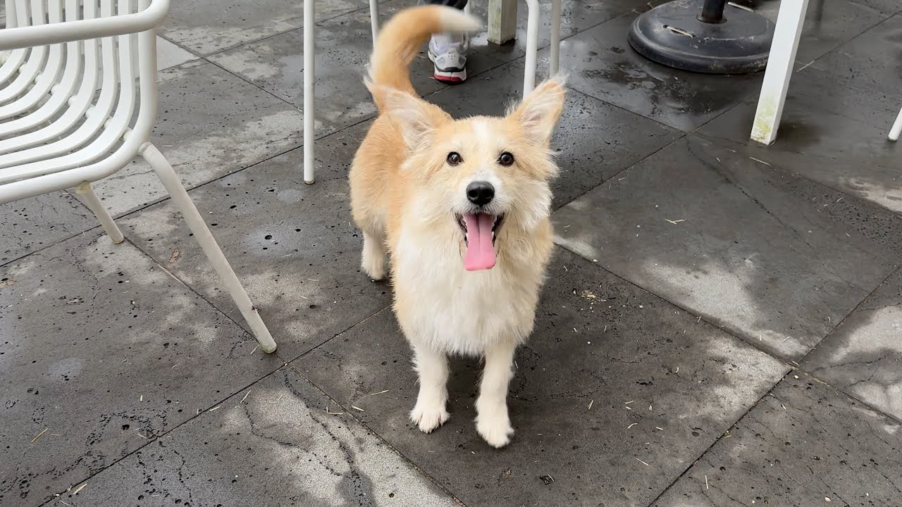 한 겨울 야산에서 강아지가 내려와 우릴 따라오면 생기는 일 [두번째 이야기]