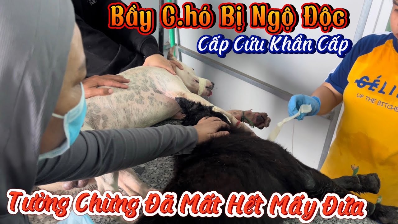Cả Bầy C.hó Của Tâm Đột Nhiên Bị Ngộ Độc Phải Đưa Đi Cấp Cứu Khẩn Cấp- Sen Tâm Khủng Hoảng Tinh Thần