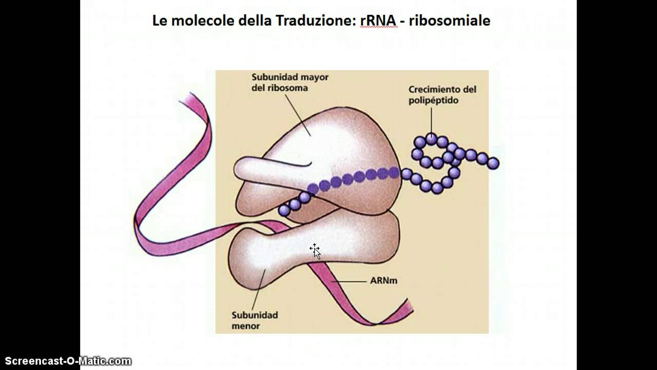 Trascrizione e traduzione