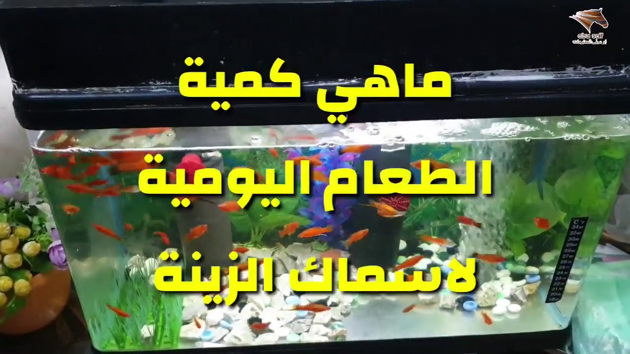 طريقة اطعام اسماك الزينة   الكمية   والطريقة الصحيحة