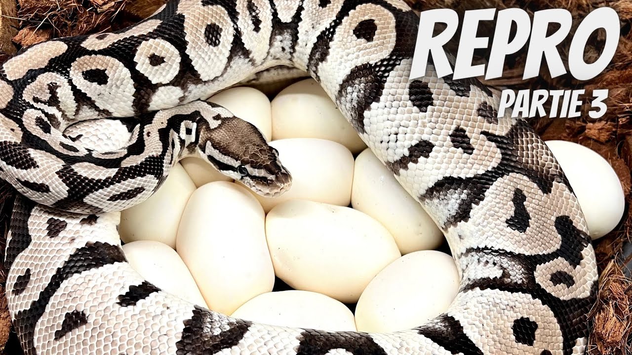 Nous avons des OEUFS!!! Reproduction Python Royal Partie 3