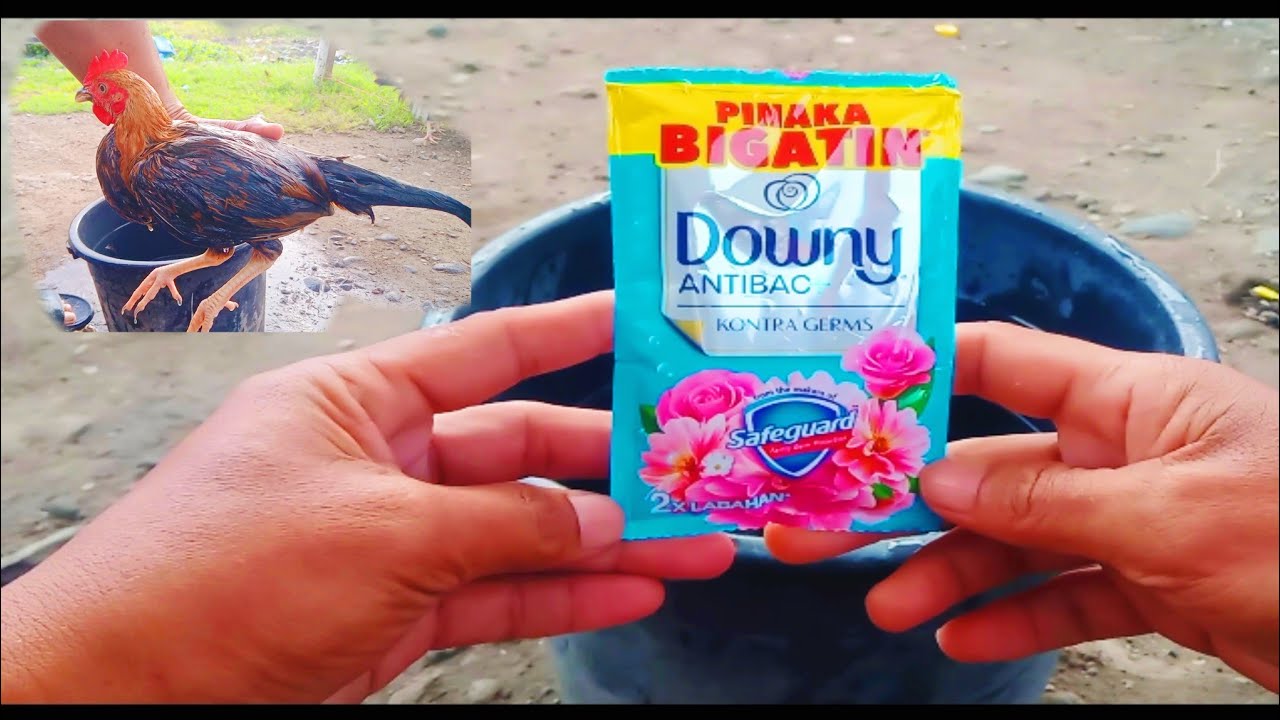 NAPAKA EFFECTED PAMPALIGO SA MANOK  | BULLYMAN TV | DOWNY | SUBSCRIBE 