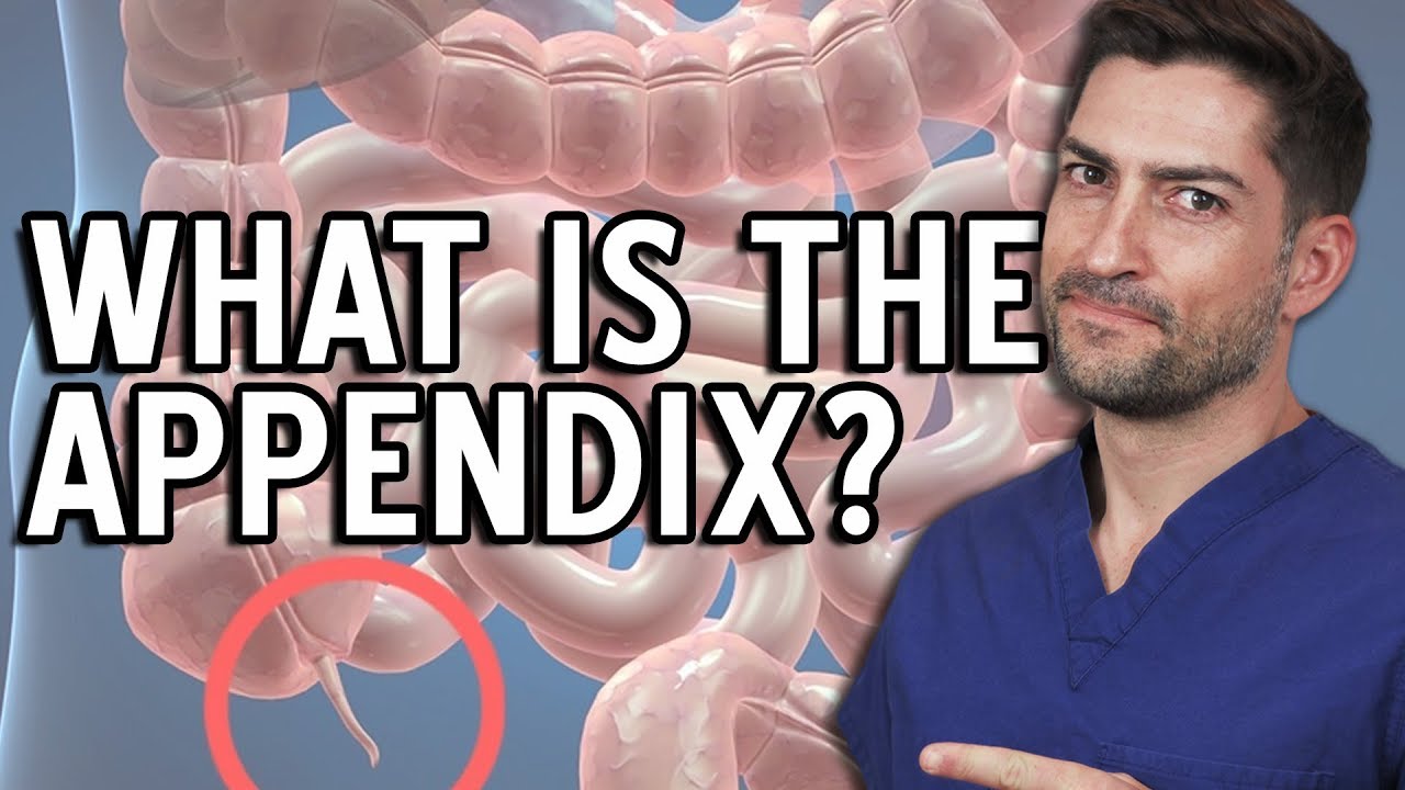 Why Does The Appendix Burst and What is the Appendix Anyway?
