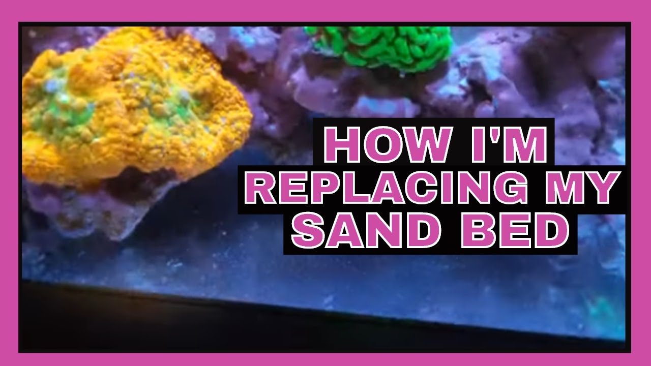 Replacing My Sand Bed - 75 Gallon Reef Tank