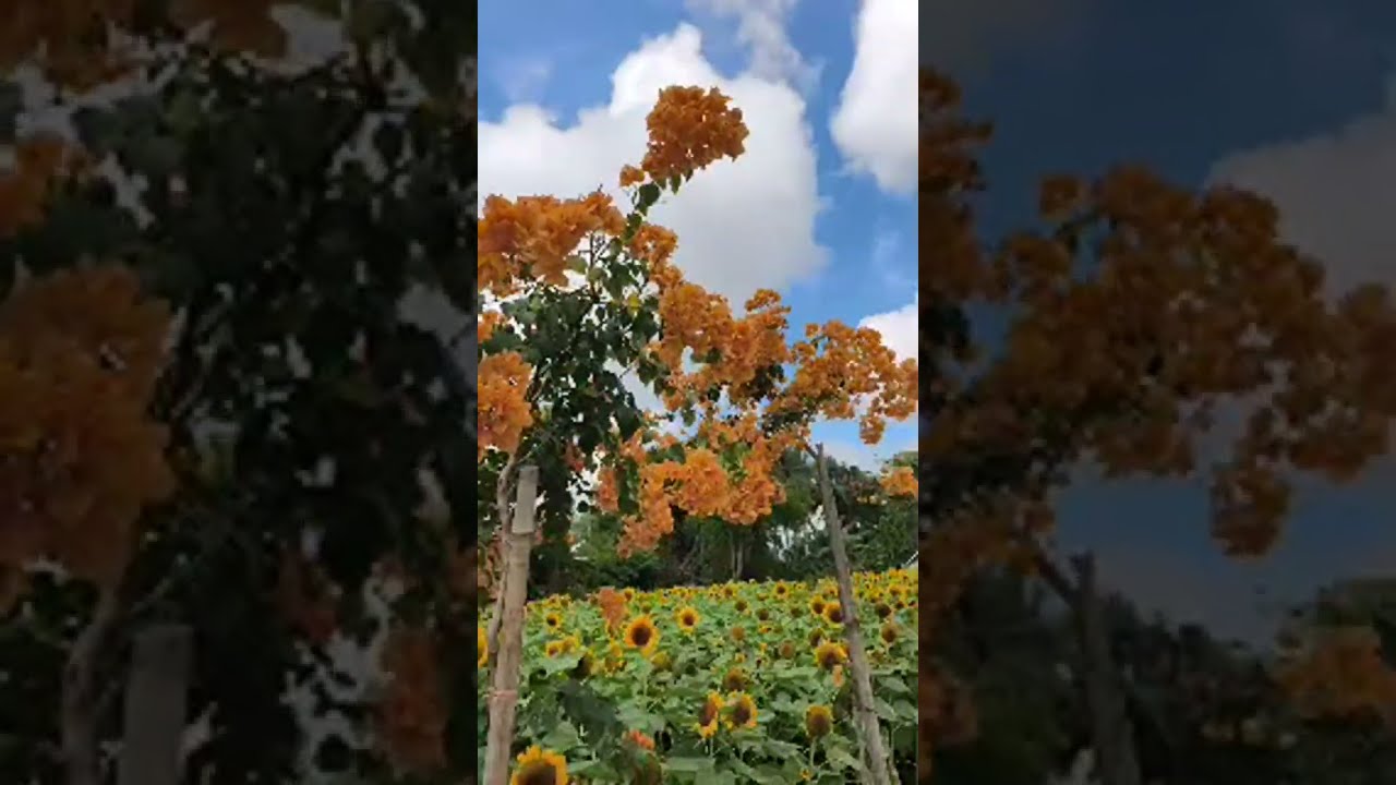 LONG MỸ MIỀN TÂY đang phát trực tiếp! MÃN ĐÌNH HỒNG MỸ THO TIỀN GIANG