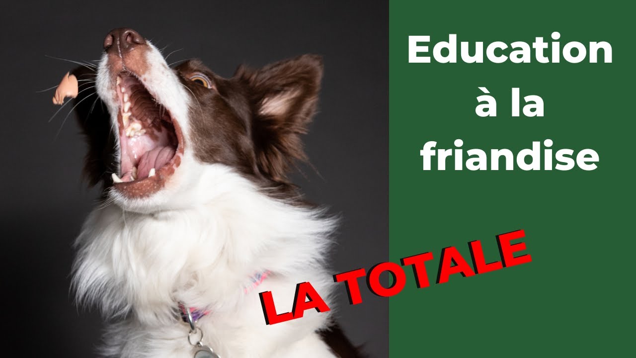 Eduquer son chien à la friandise : 2 erreurs à éviter + astuce pour les chiens obèses ou malades