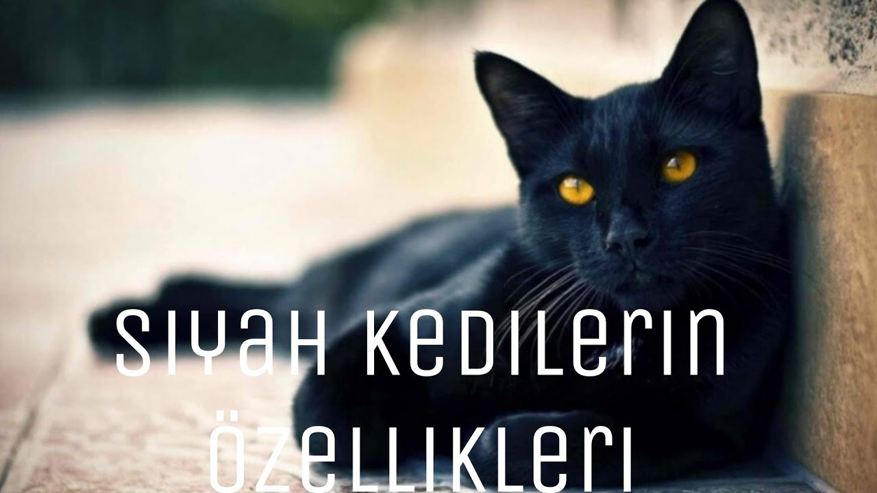 SİYAH KEDİLERİN ÖZELLİKLERİ🐾🐾 #kediler #kedilerindünyası