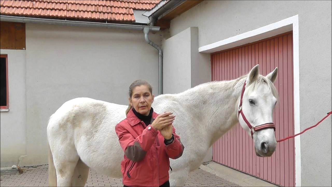 verspannungen lösen beim pferd mit  3 handgriffen