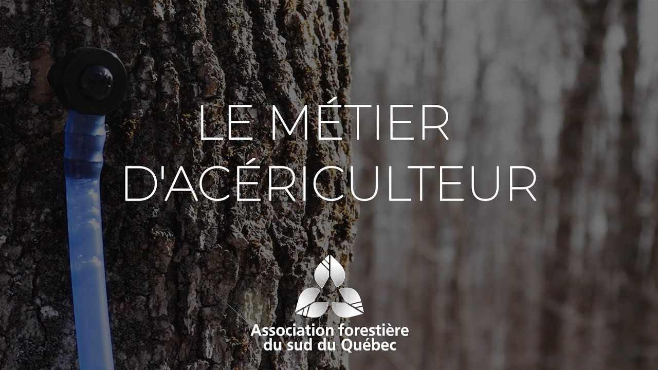Métiers de la forêt et du bois : Le métier d'acériculteur