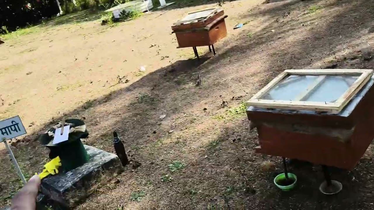 Honey Bee pharming training krishi vibhag baikunthpur Chhattisgarh #bee #farming #beefarming #cg 