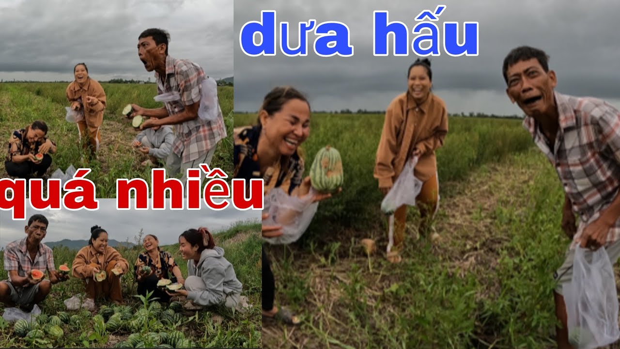 Cả Nhà Tư Cà Khịa Rủ Nhau Đi Mót Dưa Hấu  Cực Vui Và Dưa Hấu Siêu Nhiều