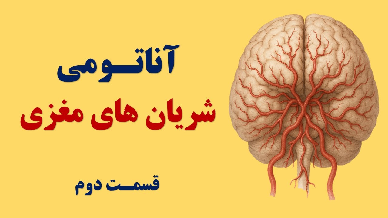 آناتومی شریان های مغز (قسمت دوم)