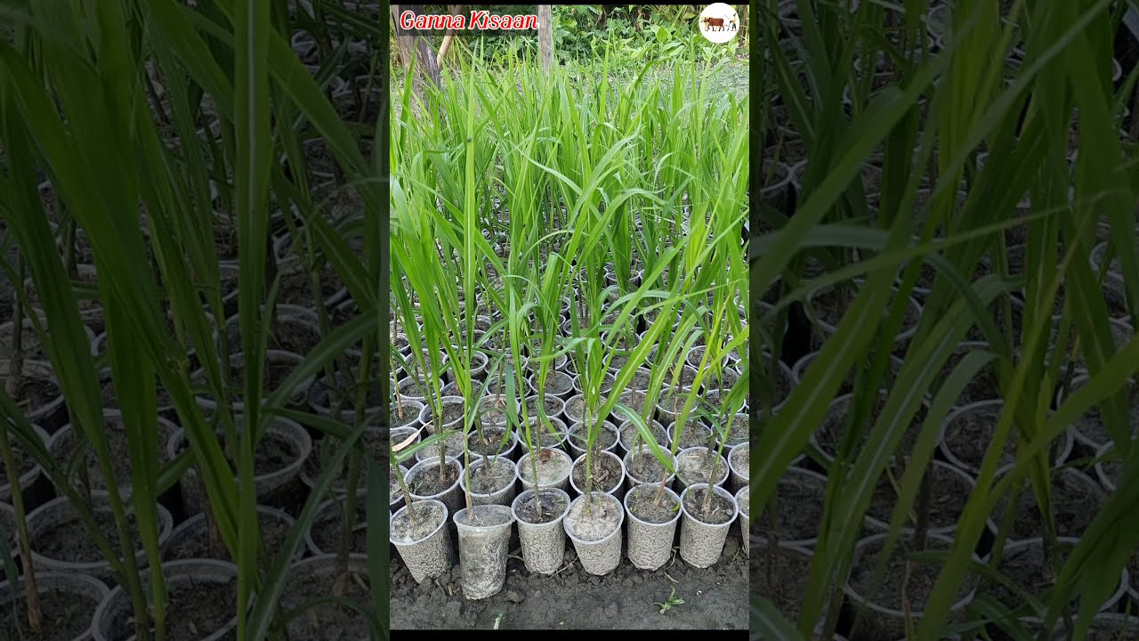 गन्ने की नर्सरी कैसे तैयार करें?/ Ganna Kisaan